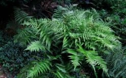 Champions Wood Fern (Dryopteris Championii) - 1 Gallon Pot -Plant Shop dryopteris championii champions wood fern 6