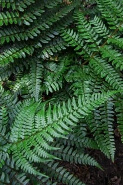 Champions Wood Fern (Dryopteris Championii) - 6 Pack Of 1 Gallon Pots -Plant Shop dryopteris championii champions wood fern 7 1