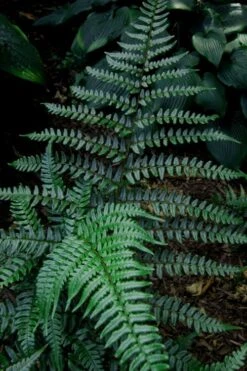 Champions Wood Fern (Dryopteris Championii) - 1 Gallon Pot -Plant Shop dryopteris championii champions wood fern 8