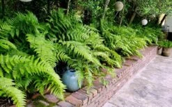 Autumn Brilliance Fern (Dryopteris Erythrosora) - 2.5 Quart Pot -Plant Shop dryopteris erythrosora autumn brilliance fern 10