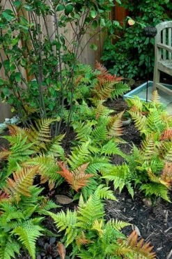 Autumn Brilliance Fern (Dryopteris Erythrosora) - 6 Pack Of 1 Gallon Pots 17 Autumn Brilliance Fern (Dryopteris Erythrosora) - 6 Pack Of 1 Gallon Pots -Plant Shop dryopteris erythrosora autumn brilliance fern 11 1