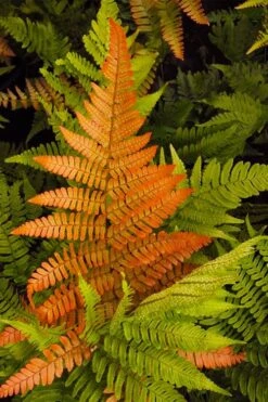 Autumn Brilliance Fern (Dryopteris Erythrosora) - 6 Pack Of 1 Gallon Pots 13 Autumn Brilliance Fern (Dryopteris Erythrosora) - 6 Pack Of 1 Gallon Pots -Plant Shop dryopteris erythrosora autumn brilliance fern 2 1