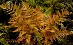 Autumn Brilliance Fern (Dryopteris Erythrosora) - 2.5 Quart Pot -Plant Shop dryopteris erythrosora autumn brilliance fern 3