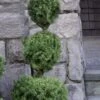 Poodle Tier Dwarf Alberta Spruce 3 Ball Topiary (3-Ball) - 3 Gallon Pot 2 Poodle Tier Dwarf Alberta Spruce 3 Ball Topiary (3-Ball) - 3 Gallon Pot -Plant Shop dwarf alberta spruce 3 ball poodle tier 12 1