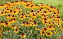 Fiery Meadow Mama Coneflower (Echinacea) - 1 Gallon Pot 15 Fiery Meadow Mama Coneflower (Echinacea) - 1 Gallon Pot -Plant Shop echinacea fiery meadow mama coneflower 2