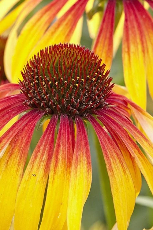 Fiery Meadow Mama Coneflower (Echinacea) - 1 Gallon Pot 7 Fiery Meadow Mama Coneflower (Echinacea) - 1 Gallon Pot - Image 5