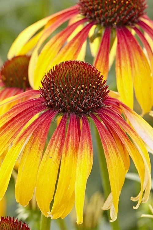Fiery Meadow Mama Coneflower (Echinacea) - 1 Gallon Pot 8 Fiery Meadow Mama Coneflower (Echinacea) - 1 Gallon Pot - Image 6