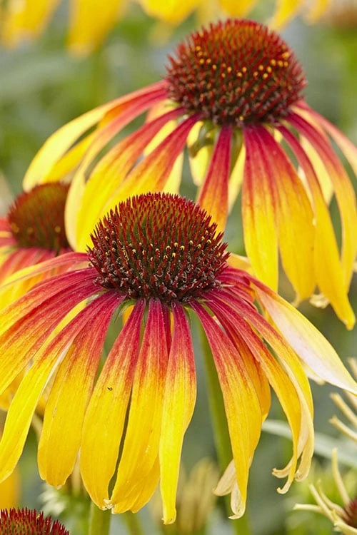 Fiery Meadow Mama Coneflower (Echinacea) - 1 Gallon Pot 3 Fiery Meadow Mama Coneflower (Echinacea) - 1 Gallon Pot