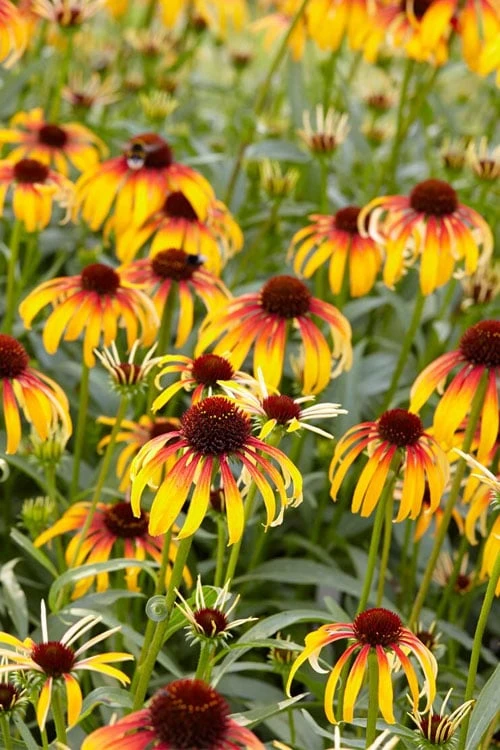 Fiery Meadow Mama Coneflower (Echinacea) - 1 Gallon Pot 6 Fiery Meadow Mama Coneflower (Echinacea) - 1 Gallon Pot - Image 4