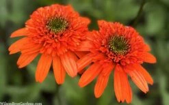 Moab Sunset Coneflower (Echinacea) - 1 Gallon Pot 15 Moab Sunset Coneflower (Echinacea) - 1 Gallon Pot -Plant Shop echinacea moab sunset orange coneflower 11