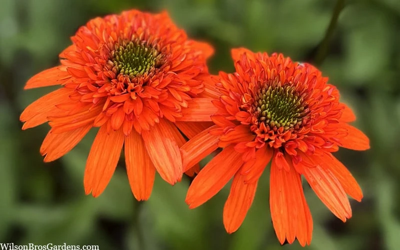 Moab Sunset Coneflower (Echinacea) - 1 Gallon Pot 8 Moab Sunset Coneflower (Echinacea) - 1 Gallon Pot - Image 6