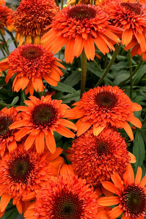 Moab Sunset Coneflower (Echinacea) - 1 Gallon Pot 6 Moab Sunset Coneflower (Echinacea) - 1 Gallon Pot - Image 4