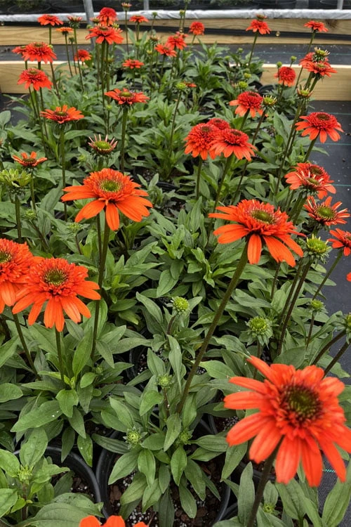 Moab Sunset Coneflower (Echinacea) - 1 Gallon Pot 10 Moab Sunset Coneflower (Echinacea) - 1 Gallon Pot - Image 8