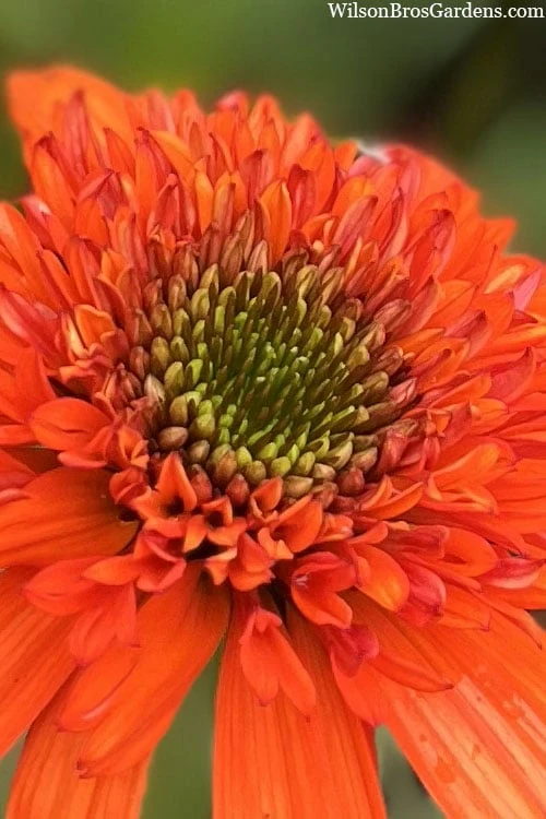 Moab Sunset Coneflower (Echinacea) - 1 Gallon Pot 7 Moab Sunset Coneflower (Echinacea) - 1 Gallon Pot - Image 5