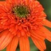 Moab Sunset Coneflower (Echinacea) - 1 Gallon Pot -Plant Shop echinacea moab sunset orange coneflower 9