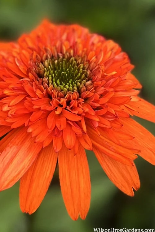 Moab Sunset Coneflower (Echinacea) - 1 Gallon Pot 3 Moab Sunset Coneflower (Echinacea) - 1 Gallon Pot