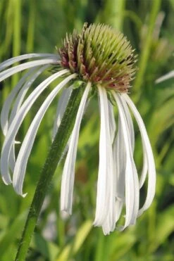 Hula Dancer Coneflower (Echinacea Pallida) - 1 Gallon Pot 13 Hula Dancer Coneflower (Echinacea Pallida) - 1 Gallon Pot -Plant Shop echinacea pallida hula dancer coneflower 3