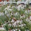 Hula Dancer Coneflower (Echinacea Pallida) - 1 Gallon Pot 1 Hula Dancer Coneflower (Echinacea Pallida) - 1 Gallon Pot -Plant Shop echinacea pallida hula dancer coneflower 4
