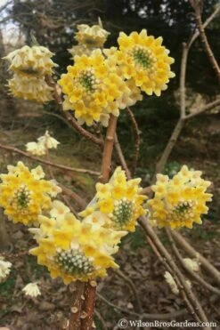 Edgeworthia Chrysantha - Paper Bush - 5 Gallon Pot -Plant Shop edgeworthia chrysantha 200