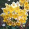Edgeworthia Chrysantha - Paper Bush - 5 Gallon Pot -Plant Shop edgeworthia chrysantha 201