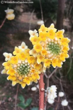 Edgeworthia Chrysantha - Paper Bush - 5 Gallon Pot -Plant Shop edgeworthia chrysantha 202