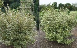 Olive Martini Elaeagnus - 1 Gallon Pot -Plant Shop elaeagnus olive martini 11