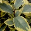 Olive Martini Elaeagnus - 1 Gallon Pot -Plant Shop elaeagnus olive martini 12