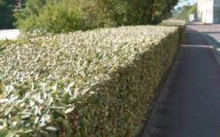 Olive Martini Elaeagnus - 6 Pack Of 1 Gallon Pots -Plant Shop elaeagnus olive martini 13 1