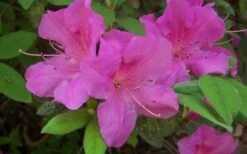 Autumn Amethyst Encore Azalea - 2 Gallon Pot -Plant Shop encore azalea amethyst 1