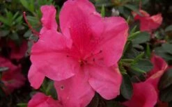 Autumn Carnival Encore Azalea - 2 Gallon Pot -Plant Shop encore azalea autumn carnival 1