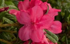 Autumn Jewel Encore Azalea - 1 Gallon Pot -Plant Shop encore azalea autumn jewel