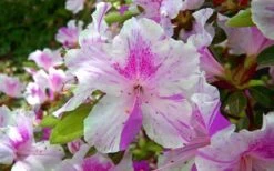 Autumn Twist Encore Azalea - 7 Gallon Pot -Plant Shop encore azalea autumn twist 1