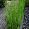 Horsetail Reed Grass - Equisetum Hyemale - 1 Gallon Pot -Plant Shop equisetum hyemale horsetail reedgrass 100