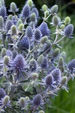 Blue Hobbit Sea Holly (Eryngium Planum) - 1 Gallon Pot -Plant Shop eryngium planum blue hobbit sea holly 5