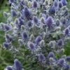 Blue Hobbit Sea Holly (Eryngium Planum) - 1 Gallon Pot -Plant Shop eryngium planum blue hobbit sea holly 6