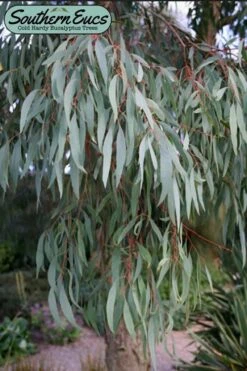 Angus Cold Hardy Eucalyptus Tree (Eucalyptus Nicholii) - Quart Pot -Plant Shop eucalyoptus nicholii angus 1 2