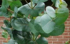 Big O Cold Hardy Eucalyptus Tree (Eucalyptus Neglecta) - 5 Gallon Pot (4-5') -Plant Shop eucalyptus bigo leaves