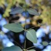 Grace Cold Hardy Eucalyptus Tree (Eucalyptus Elliptica) - Quart Pot -Plant Shop eucalyptus elliptica grace 1 1