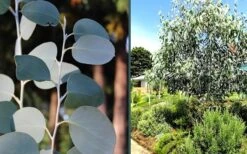 Mappa Tassie Cold Hardy Eucalyptus Tree (Eucalyptus Pauciflora) - 1 Gallon Pot 12 Mappa Tassie Cold Hardy Eucalyptus Tree (Eucalyptus Pauciflora) - 1 Gallon Pot -Plant Shop eucalyptus mappa tassie combo