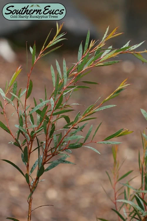 Skinny Minny Hardy Eucalyptus Tree (Eucalyptus Moorei) - 2 Gallon Pot 3 Skinny Minny Hardy Eucalyptus Tree (Eucalyptus Moorei) - 2 Gallon Pot