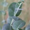 Big O Cold Hardy Eucalyptus Tree (Eucalyptus Neglecta) - 5 Gallon Pot (4-5') -Plant Shop eucalyptus neglecta big 0 1