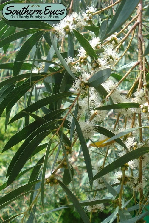 Funky Monkey Cold Hardy Eucalyptus Tree (Eucalyptus Parvula) - 1 Gallon Pot 3 Funky Monkey Cold Hardy Eucalyptus Tree (Eucalyptus Parvula) - 1 Gallon Pot