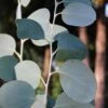 Mappa Tassie Cold Hardy Eucalyptus Tree (Eucalyptus Pauciflora) - 2 Gallon Pot -Plant Shop eucalyptus pauciflora mappa tassie 1 1