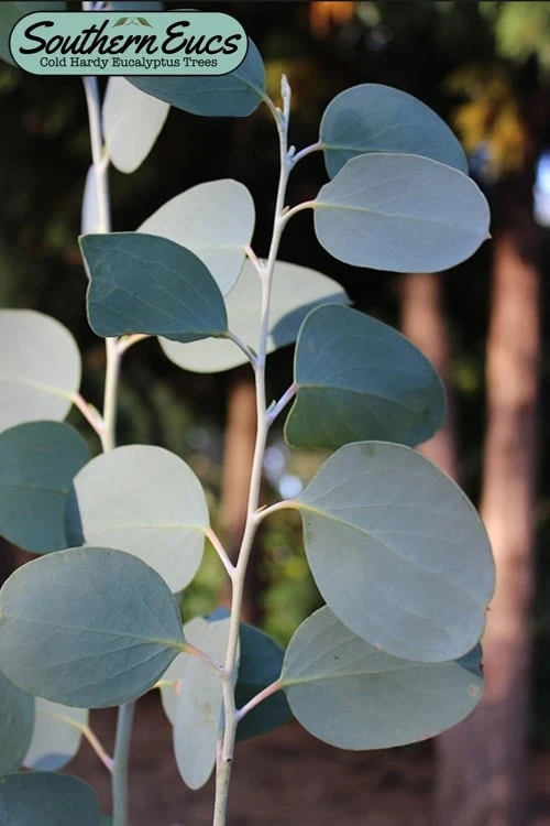 Mappa Tassie Cold Hardy Eucalyptus Tree (Eucalyptus Pauciflora) - 1 Gallon Pot 3 Mappa Tassie Cold Hardy Eucalyptus Tree (Eucalyptus Pauciflora) - 1 Gallon Pot