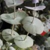Luna Cold Hardy Eucalyptus Tree (Eucalyptus Perriniana) - 2 Gallon Pot -Plant Shop eucalyptus perreniana luna 1 2