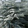 Bluey Cold Hardy Eucalyptus Tree (Eucalyptus Pulverulenta) - 2 Gallon Pot -Plant Shop eucalyptus pulverulenta bluey 1 2