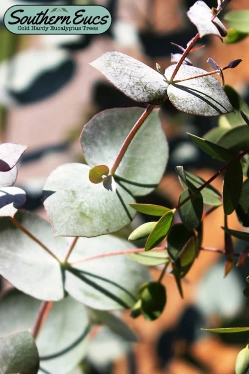 Maggie Cold Hardy Eucalyptus Tree (Eucalyptus Nova Anglica) - 3 Quart Pot 3 Maggie Cold Hardy Eucalyptus Tree (Eucalyptus Nova Anglica) - 3 Quart Pot