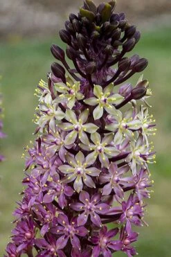 Safari Adventure Pineapple Lily (Eucomis) - 1 Gallon Pot -Plant Shop eucomis safari adventure pineapple lily 3