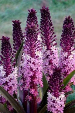 Safari Adventure Pineapple Lily (Eucomis) - 1 Gallon Pot -Plant Shop eucomis safari adventure pineapple lily 4