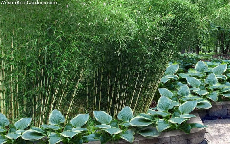 Robust Bamboo - Fargesia Robusta - 1 Gallon Pot 9 Robust Bamboo - Fargesia Robusta - 1 Gallon Pot - Image 7